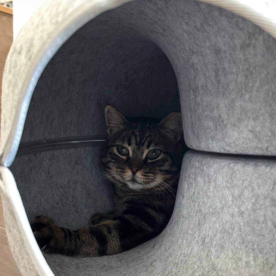 Cama Refugio Cat-Nut