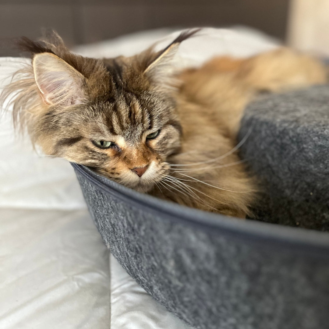 Cama Refugio Cat-Nut