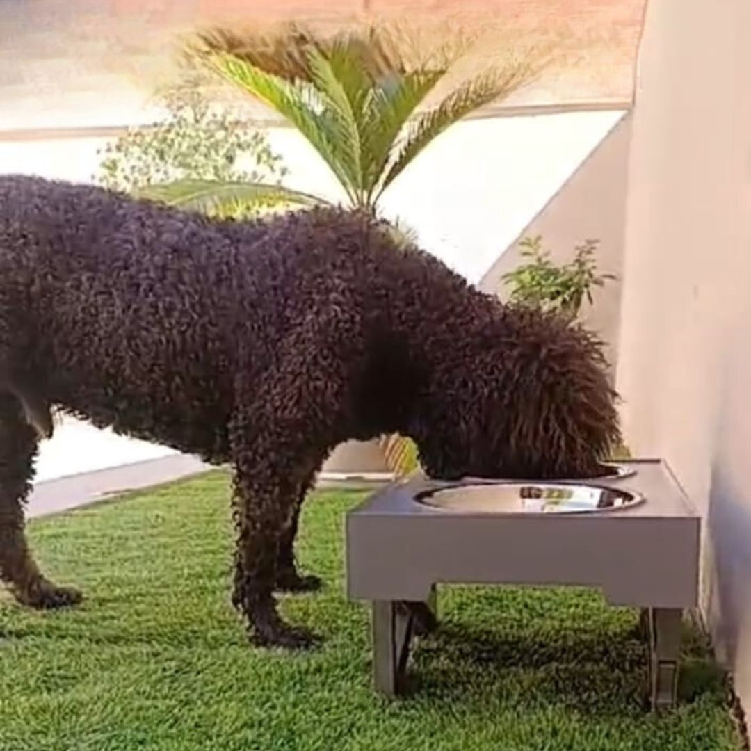 Comedero Elevado - Mejora la Salud de tu Peludo
