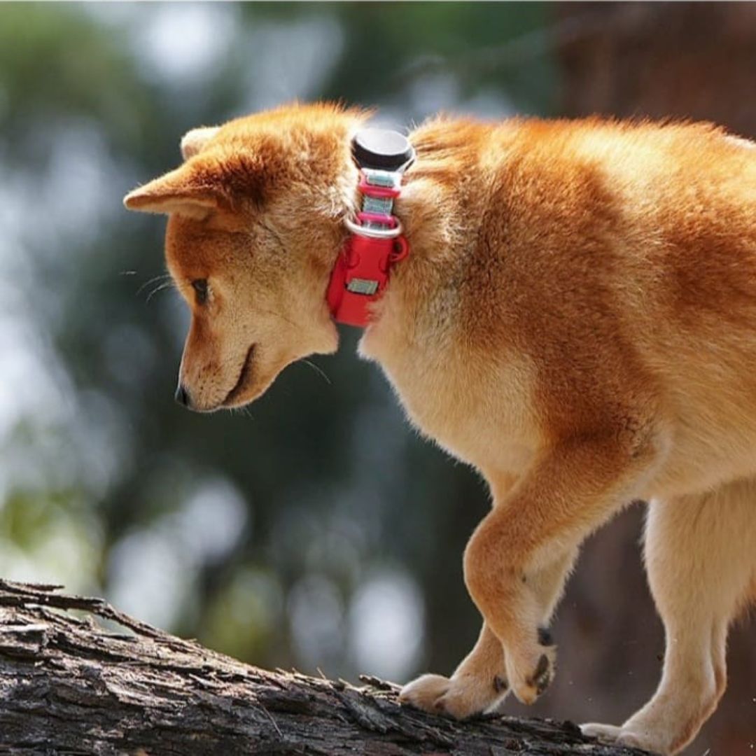Collar Twister