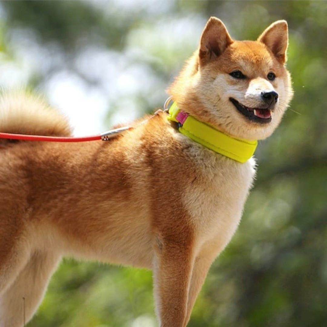 Collar Twister